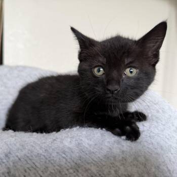 Fozzie -  Domestic Short Hair Cat Available for Adoption in Jacksonville, Florida - Fozzie | PetCurious