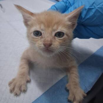 Sheldon -  Domestic Short Hair Cat for Adoption in Summerville, South Carolina - Sheldon | PetCurious