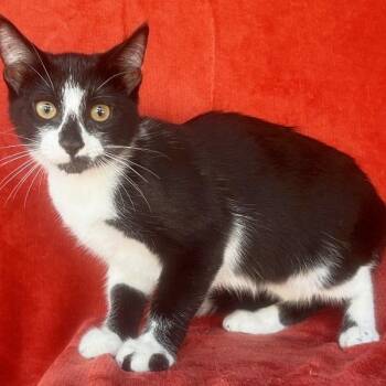 Nick Wilde -  Domestic Short Hair Cat for Adoption in Concord, New Hampshire - Nick Wilde | PetCurious