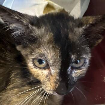 Poinciana -  Domestic Short Hair Cat for Adoption in West Palm Beach, Florida - Poinciana | PetCurious