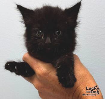 Den -  Domestic Long Hair Cat for Adoption in Washington, District Of Columbia - Den | PetCurious