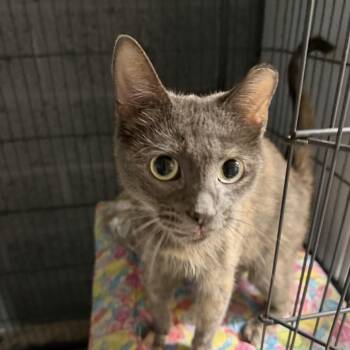 Marie 2 -  Domestic Short Hair Cat for Adoption - Marie 2 | PetCurious