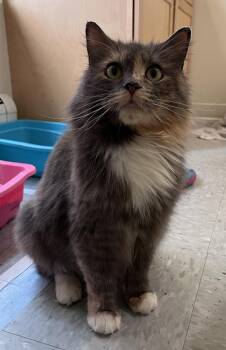 Bombastic -  Domestic Long Hair Cat for Adoption in Stratham, New Hampshire - Bombastic | PetCurious