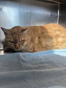 Rescue Domestic Short Hair Cats for Adoption in Winchester, Virginia - Harley | PetCurious