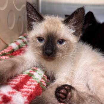 Lore -  Siamese Cat for Adoption in Lynchburg, Virginia - Lore | PetCurious