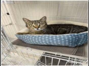 Domestic Short Hair Cats Available for Adoption in Largo, Florida - Shelby | PetCurious