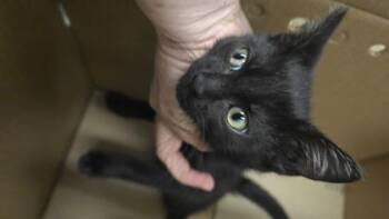 Dudley -  Domestic Short Hair Cat for Adoption in Wichita, Kansas - Dudley | PetCurious