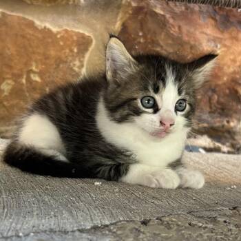 Spice Cadet -  Domestic Medium Hair Cat for Adoption in Boerne, Texas - Spice Cadet | PetCurious