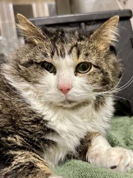Domestic Long Hair Cats Available for Adoption in Wichita, Kansas - Benjamin | PetCurious