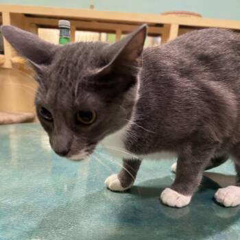 Joesphine -  Domestic Short Hair Cat for Adoption in Webster, Texas - Joesphine | PetCurious