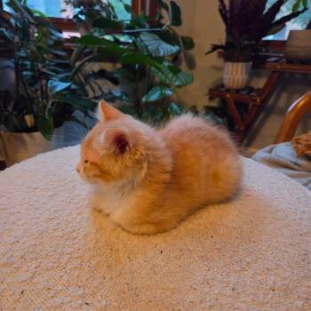 Jackson -  Domestic Short Hair Cat for Adoption in Chicago, Illinois - Jackson | PetCurious
