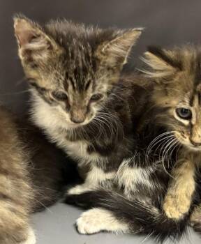 38 Berry -  Domestic Short Hair Cat for Adoption in Lawrenceville, Georgia - 38 Berry | PetCurious