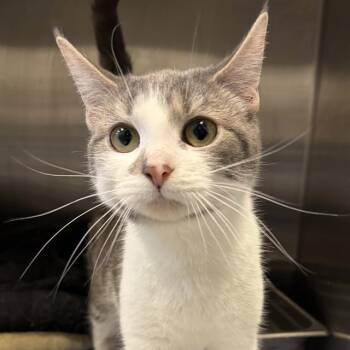 Domestic Short Hair Cats Available for Adoption - SWEET POTATO | PetCurious