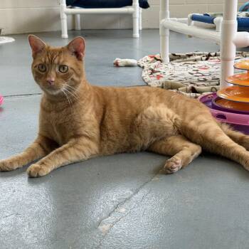 Tigger -  Domestic Short Hair Cat for Adoption in Latrobe, Pennsylvania - Tigger | PetCurious