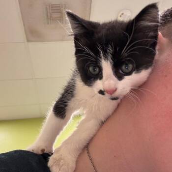 Whisker -  Domestic Short Hair Cat for Adoption in Lynchburg, Virginia - Whisker | PetCurious