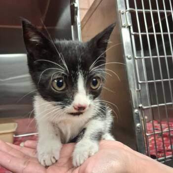 Gilbert -  Domestic Short Hair Cat for Adoption in Gautier, Mississippi - Gilbert | PetCurious