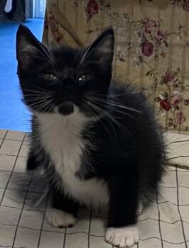 Pierogie -  Domestic Short Hair Cat for Adoption in Lemoyne, Pennsylvania - Pierogie | PetCurious