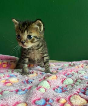 Big Mac -  Domestic Short Hair Cat for Adoption in Leonardtown, Maryland - Big Mac | PetCurious