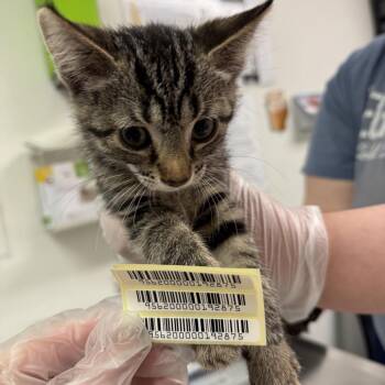 Goober -  Domestic Medium Hair Cat for Adoption in Charleston, West Virginia - Goober | PetCurious