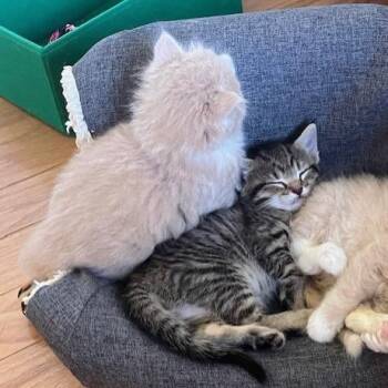 Domestic Short Hair Cats Available for Adoption in Melbourne, Kentucky - Timber | PetCurious