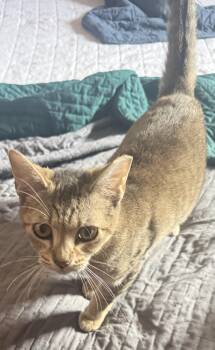 Oriental Tabby Cats Available for Adoption in South San Francisco, California - Posh | PetCurious