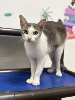 Rescue Domestic Short Hair Cats for Adoption in Zimmerman, Minnesota - Wonton | PetCurious