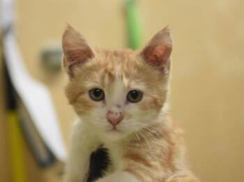 Domestic Short Hair Cats Available for Adoption in Portland, Oregon - Templeton | PetCurious