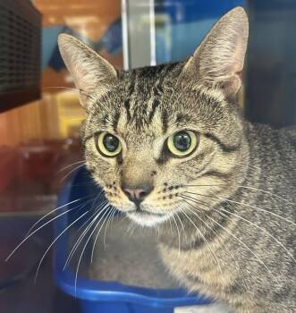 Cal -  Domestic Short Hair Cat for Adoption in Golden, Colorado - Cal | PetCurious