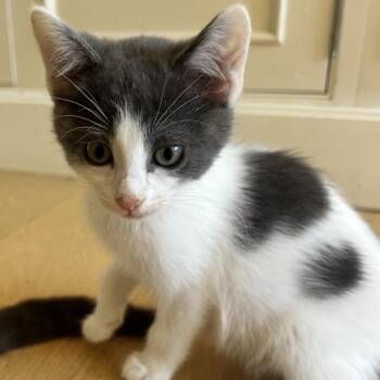 Domestic Short Hair Cats Available for Adoption in Richmond, California - DUSK | PetCurious
