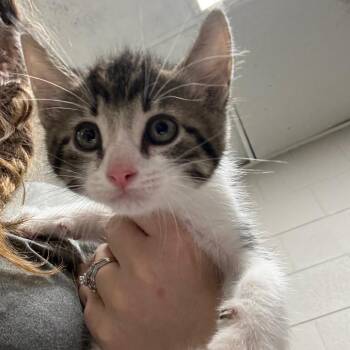 Tapatio -  Domestic Medium Hair Cat for Adoption in Lufkin, Texas - Tapatio | PetCurious