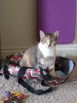 Domestic Short Hair Cats Available for Adoption in Millcreek, Utah - Matilda | PetCurious