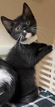 Domestic Short Hair Cats Available for Adoption in North Charleston, South Carolina - 91226A Ranch | PetCurious