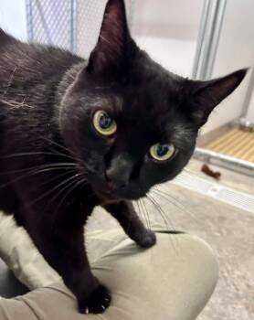 Kitty kitty -  Domestic Short Hair Cat for Adoption in South Kingstown, Rhode Island - Kitty Kitty | PetCurious