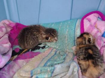 Hazel -  Domestic Short Hair Cat for Adoption in Millcreek, Utah - Hazel | PetCurious
