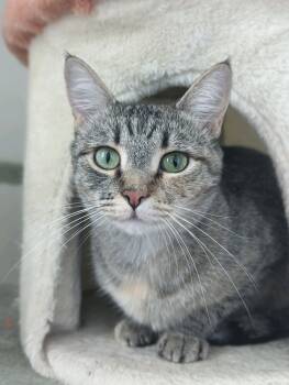 Rescue Domestic Short Hair Cats for Adoption in Fort Collins, Colorado - Checkers | PetCurious