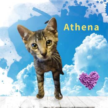 ATHENA -  Domestic Short Hair Cat Available for Adoption in Visalia, California - ATHENA | PetCurious