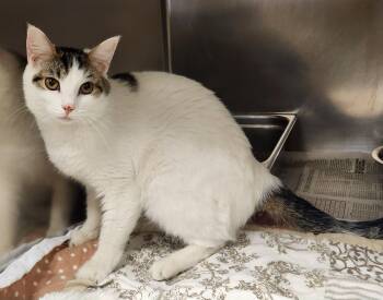 Three -  Domestic Short Hair Cat for Adoption in Clayton, New Jersey - Three | PetCurious