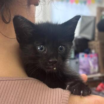 Aspen -  Domestic Short Hair Cat for Adoption in Corpus Christi, Texas - Aspen | PetCurious