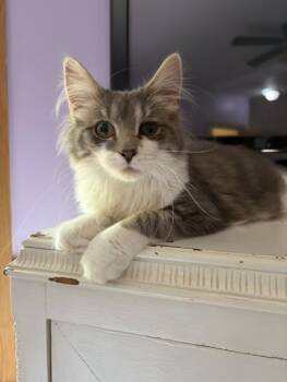 Flannel -  Domestic Medium Hair Cat for Adoption in Nashville, Tennessee - Flannel | PetCurious