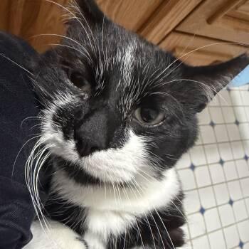 Dexter Courtesy Listing -  Domestic Short Hair Cat for Adoption in Midland, Michigan - Dexter Courtesy Listing | PetCurious