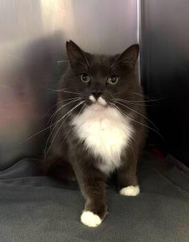 Rescue Domestic Medium Hair Cats for Adoption in Kearneysville, West Virginia - Nimbus | PetCurious