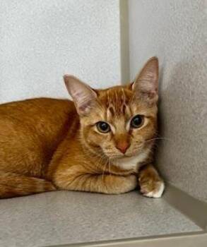 Domestic Short Hair Cats Available for Adoption - Friske | PetCurious