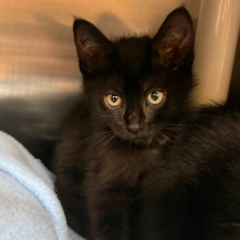 Hibiscus -  Domestic Short Hair Cat for Adoption in Keizer, Oregon - Hibiscus | PetCurious