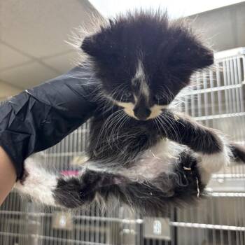 River -  Domestic Short Hair Cat for Adoption in Roxboro, North Carolina - River | PetCurious