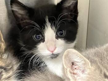Domestic Short Hair Cats Available for Adoption in Tustin, California - PAPAYA | PetCurious