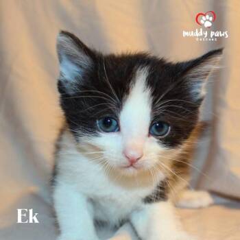Domestic Short Hair Cats Available for Adoption in Council Bluffs, Iowa - Mayan Litter:  Ek | PetCurious
