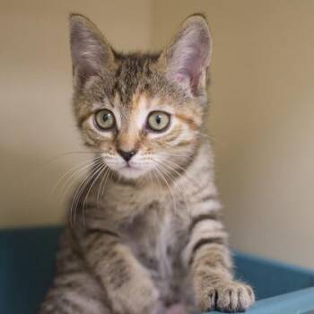 Strudel -  Domestic Short Hair Cat for Adoption in Verona, Wisconsin - Strudel | PetCurious