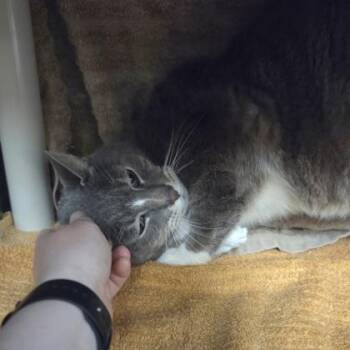 Micah -  Domestic Short Hair Cat for Adoption in Westland, Michigan - Micah | PetCurious