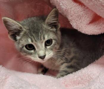 Nutmeg -  Domestic Short Hair Cat for Adoption in Vancouver, Washington - Nutmeg | PetCurious