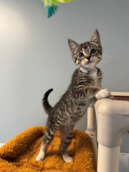 Sasha -  Domestic Short Hair Cat for Adoption in Syosset, New York - Sasha | PetCurious
